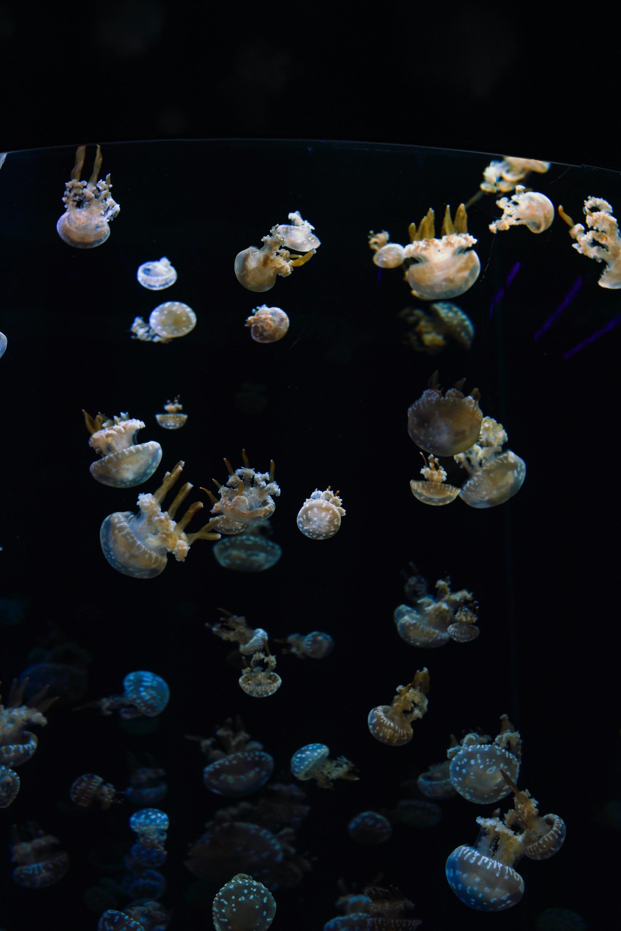 come aggiungere pesci all'acquario