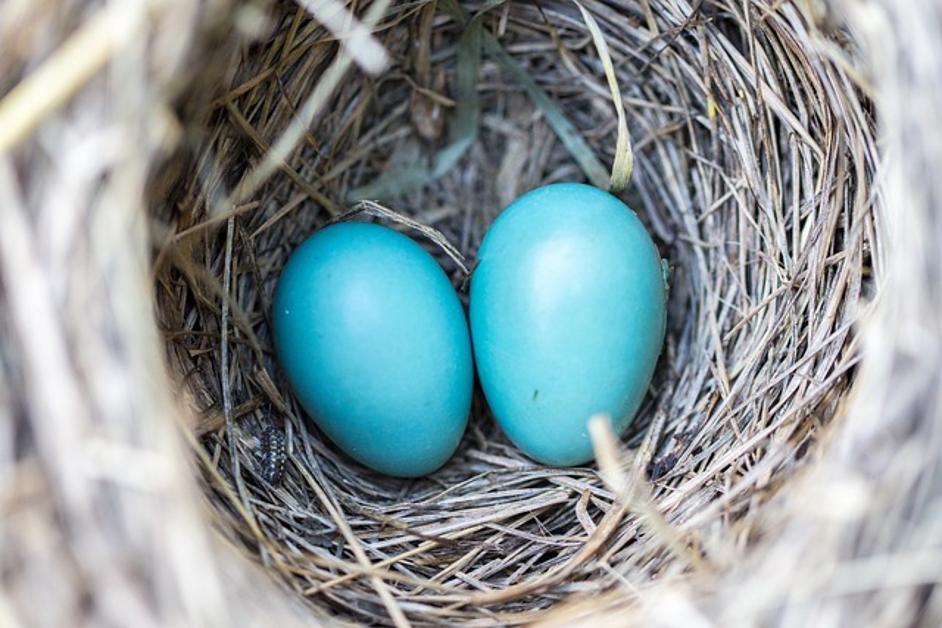 comment connecter Google Nest au Wi-Fi